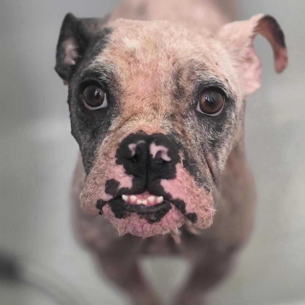 Enlarge Hope, a Adoptable Mixed Breed in Naples, FL image 6/6