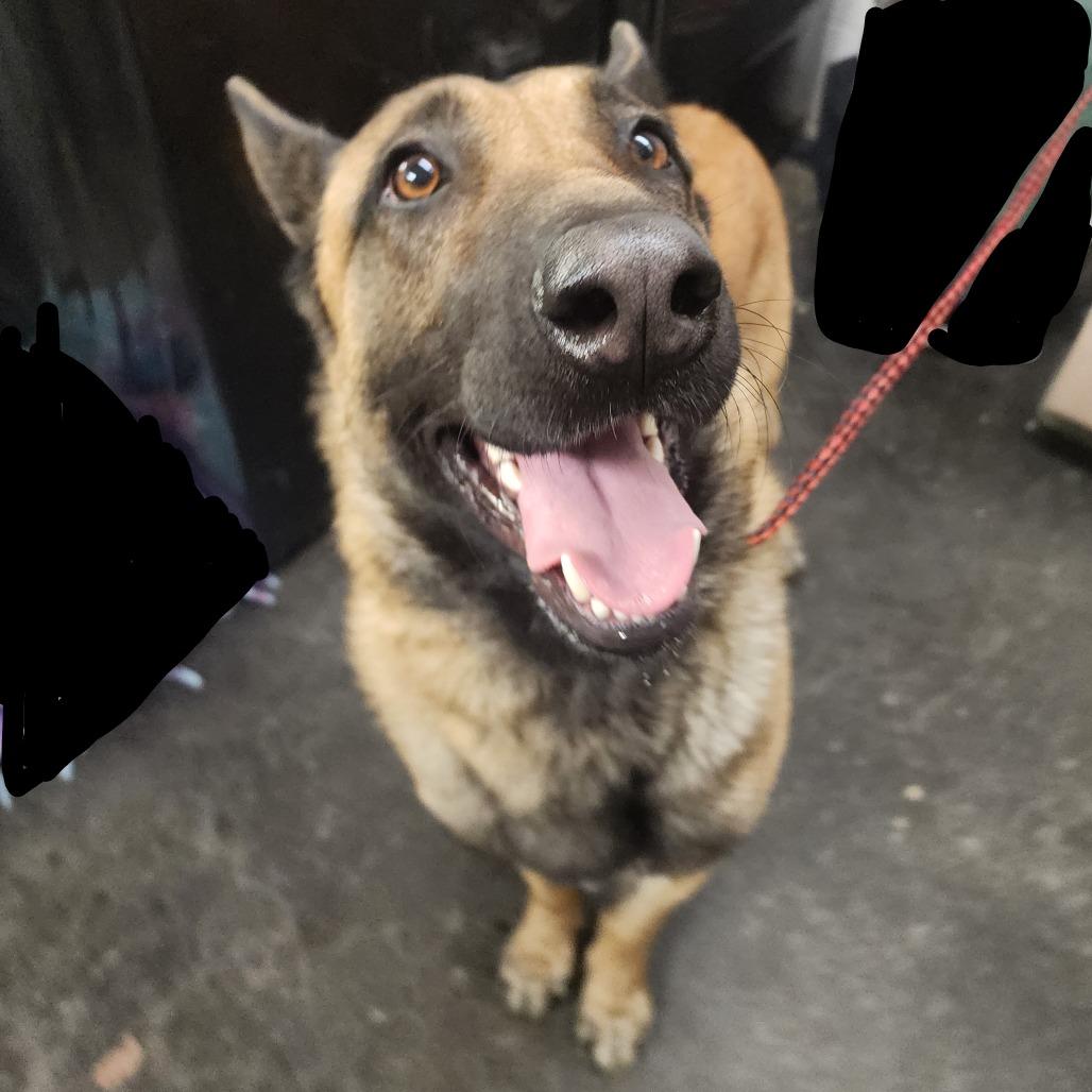 Kaos (Max), a Adoptable mixed breed in Evensville, TN image 2/5