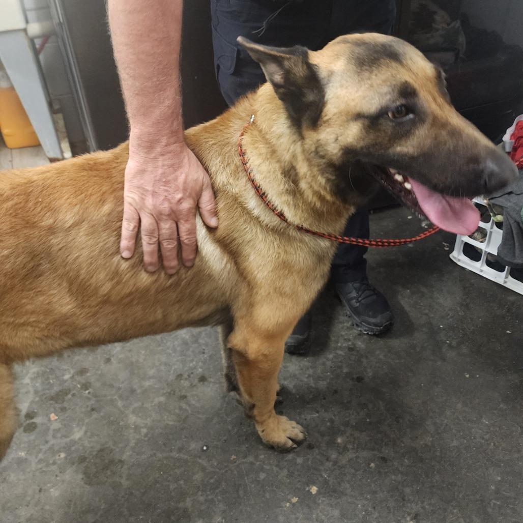 Kaos (Max), a Adoptable mixed breed in Evensville, TN image 3/5