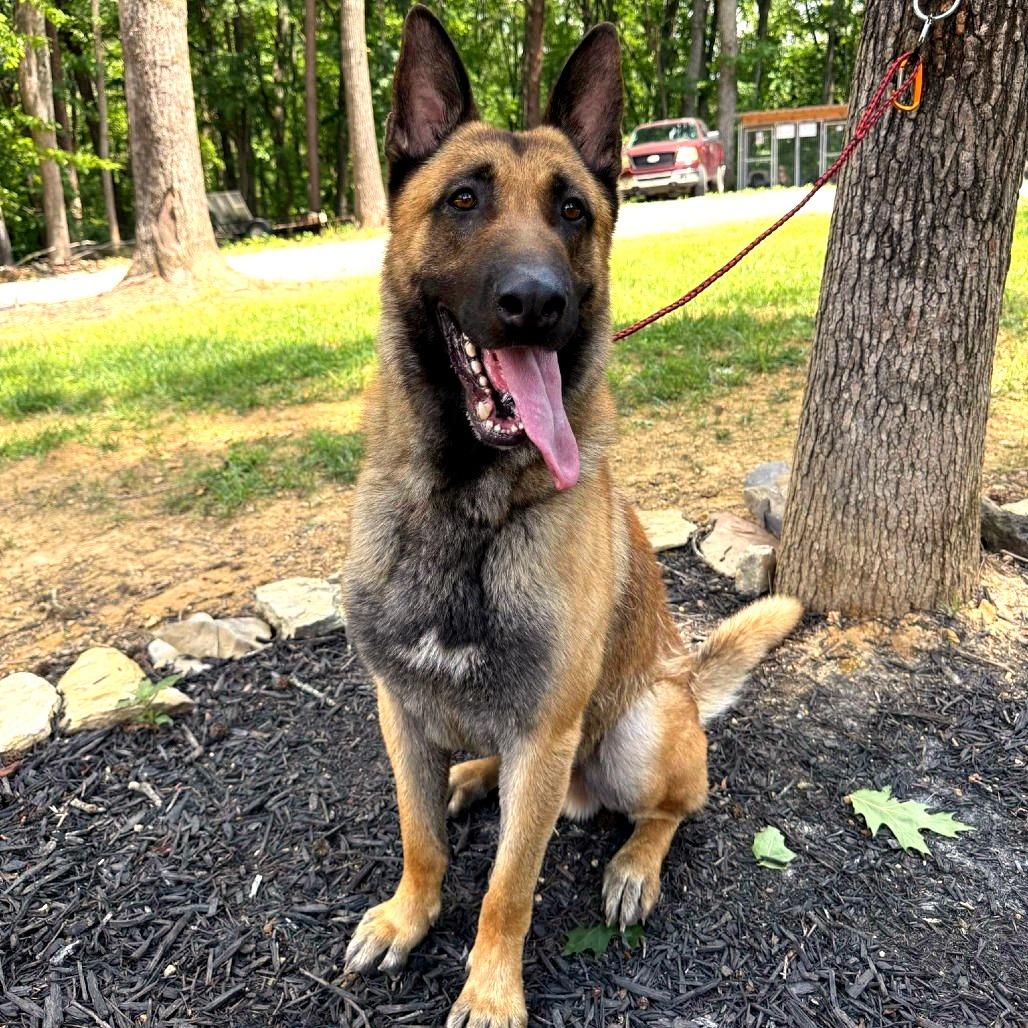 Kaos (Max), a Adoptable mixed breed in Evensville, TN image 4/5