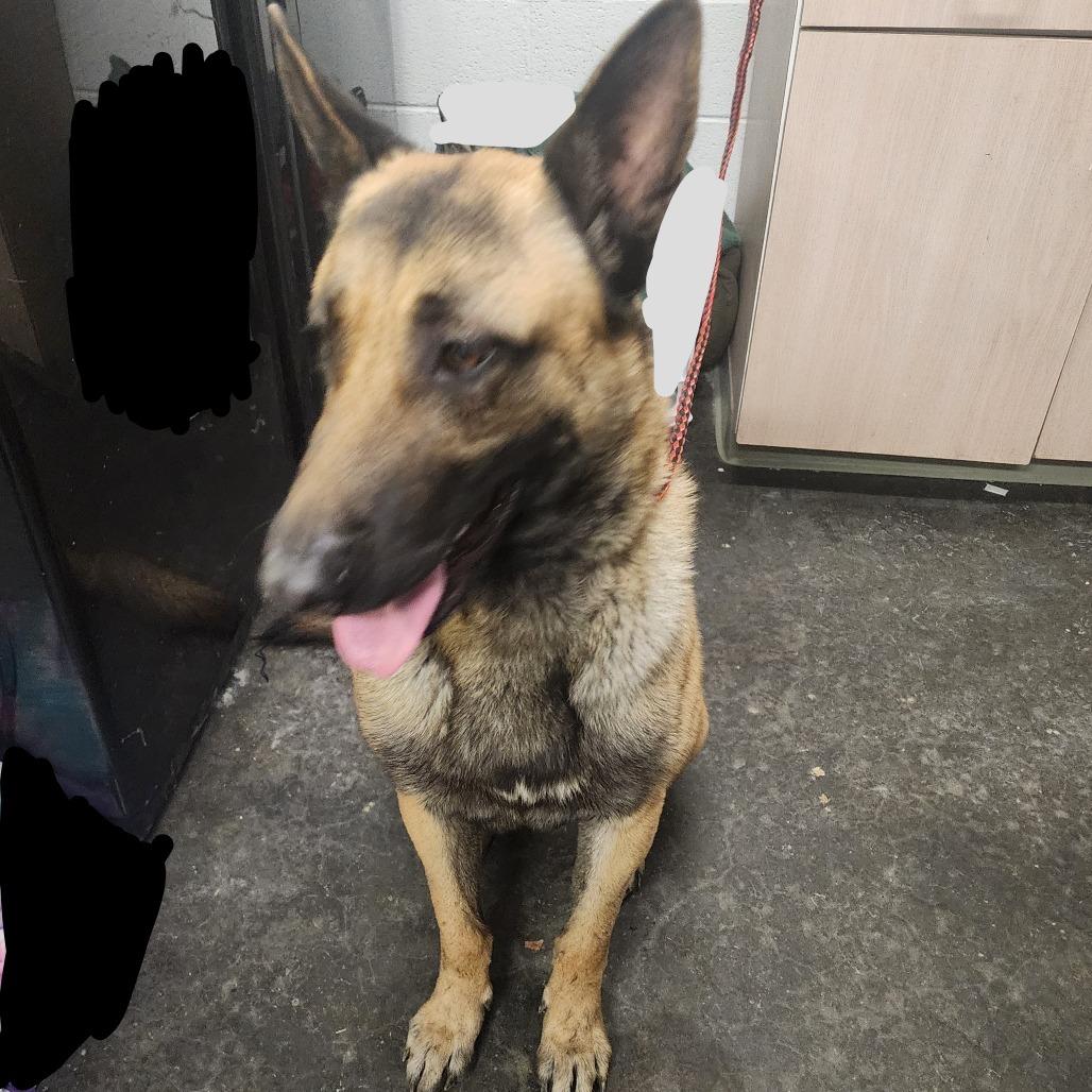 Kaos (Max), a Adoptable mixed breed in Evensville, TN image 5/5
