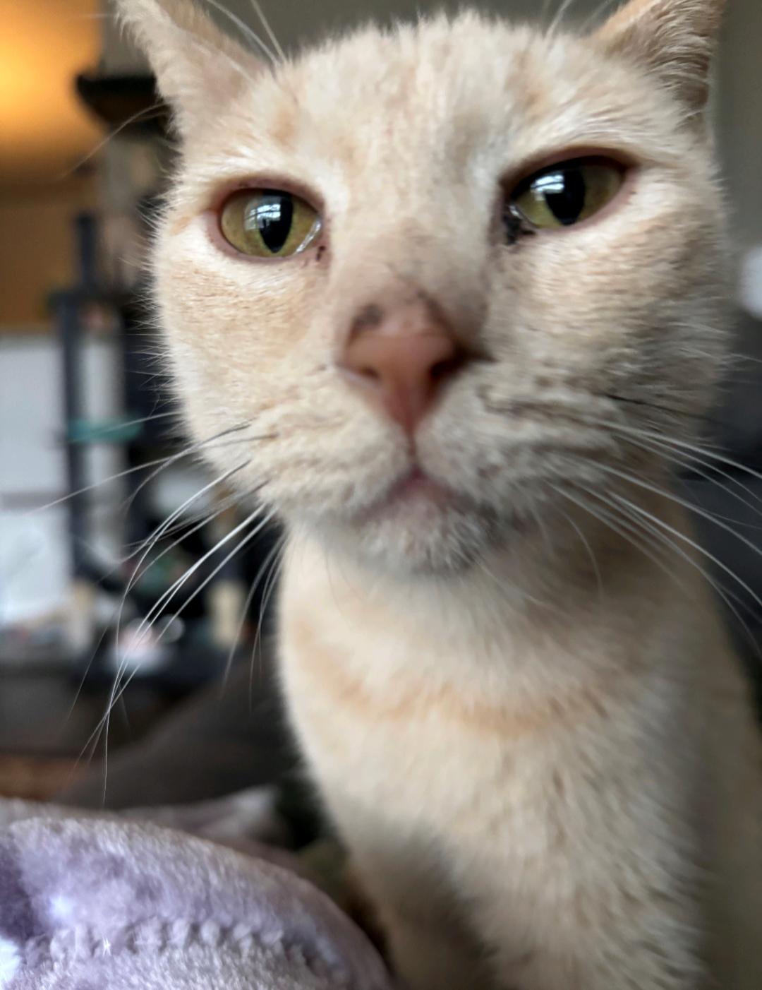 Connie, adopted, Adult Female Tabby & Domestic Short Hair.