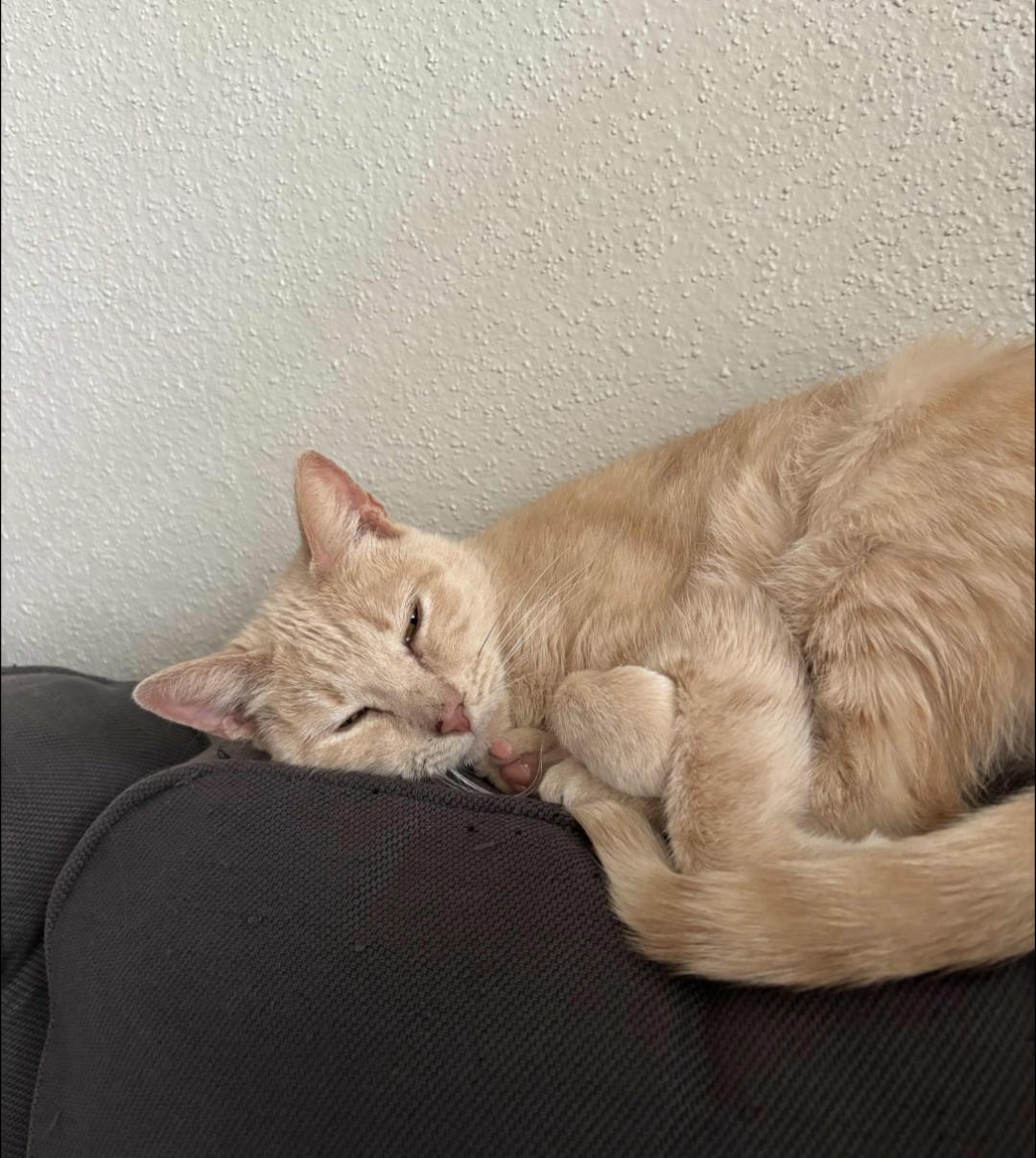 Enlarge Connie, an adopted mixed breed in Pearland, TX image 4/5