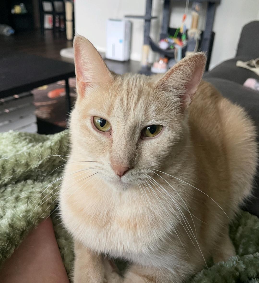 Enlarge Connie, an adopted mixed breed in Pearland, TX image 2/5