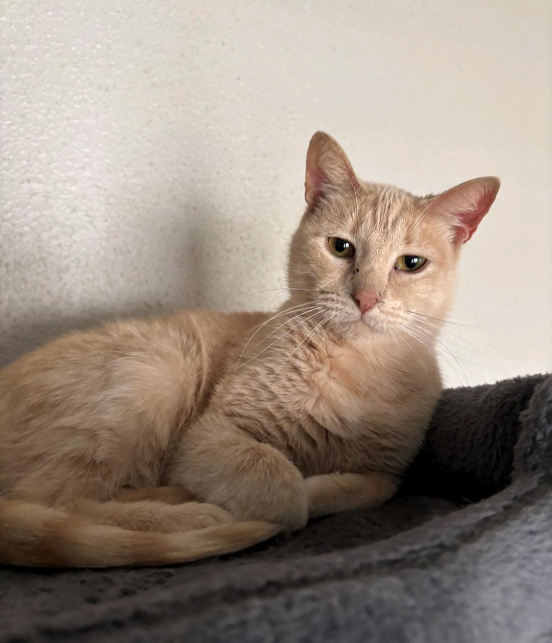 Enlarge Connie, an adopted mixed breed in Pearland, TX image 3/5