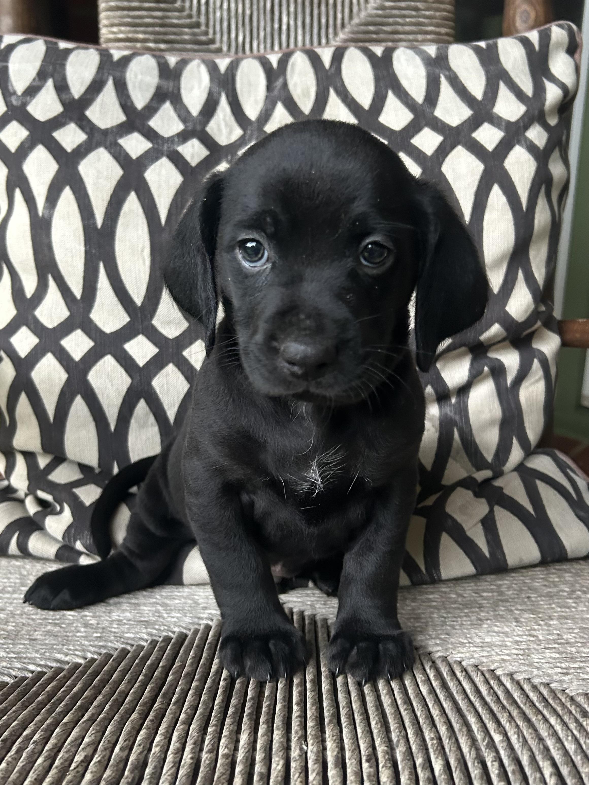Enlarge RANGER, an adopted mixed breed in Fosters, AL image 1/4