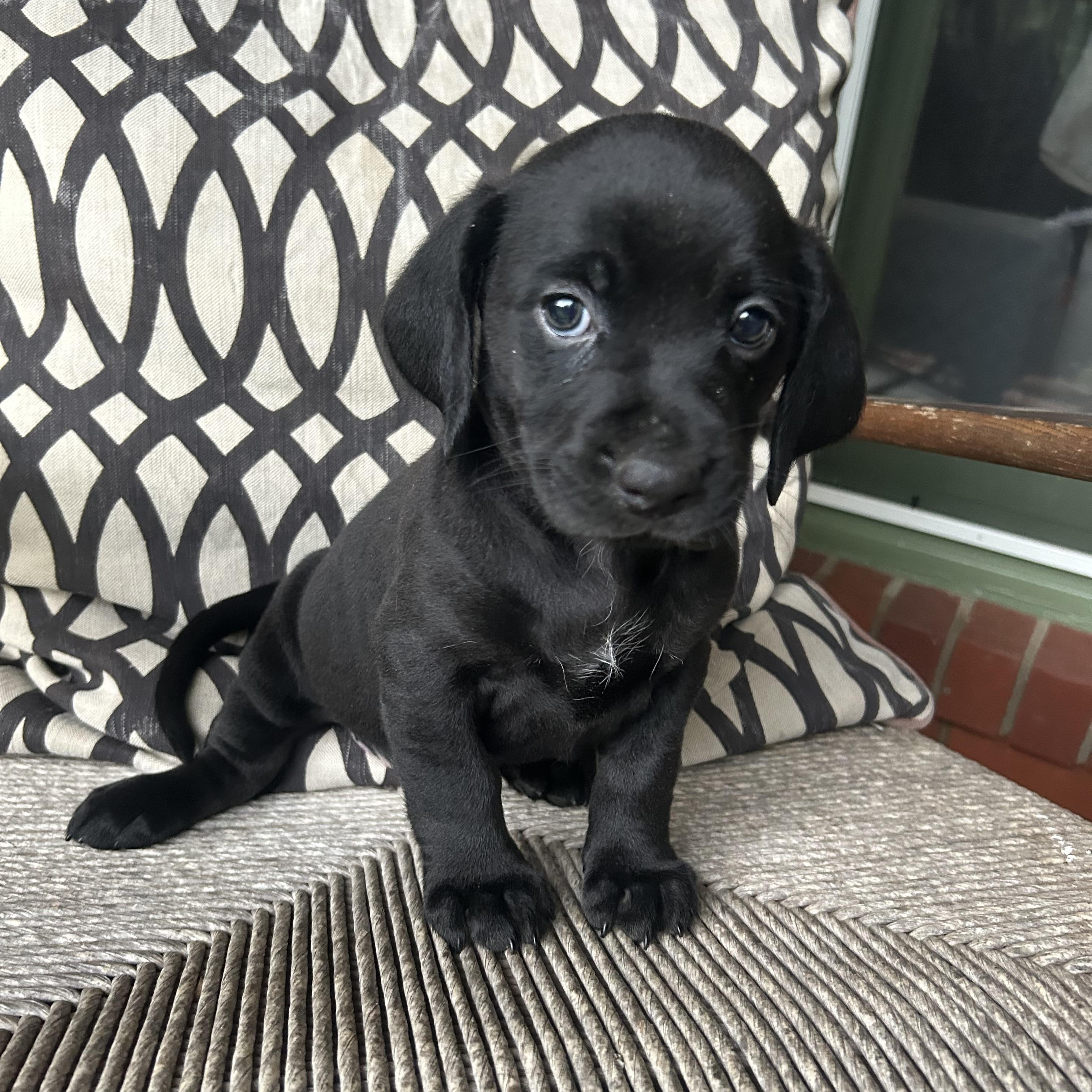 Enlarge RANGER, an adopted mixed breed in Fosters, AL image 2/4