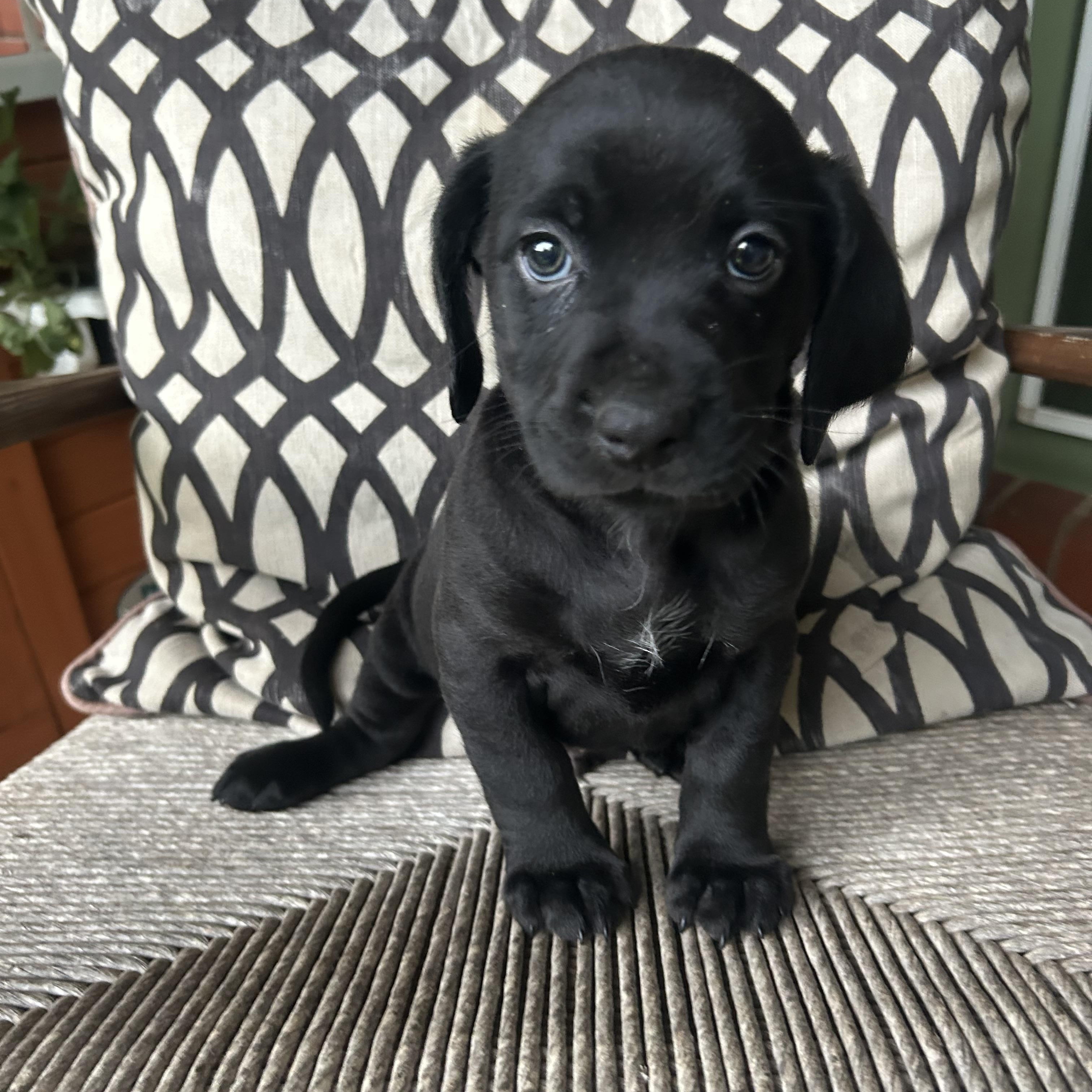 Enlarge RANGER, an adopted mixed breed in Fosters, AL image 4/4