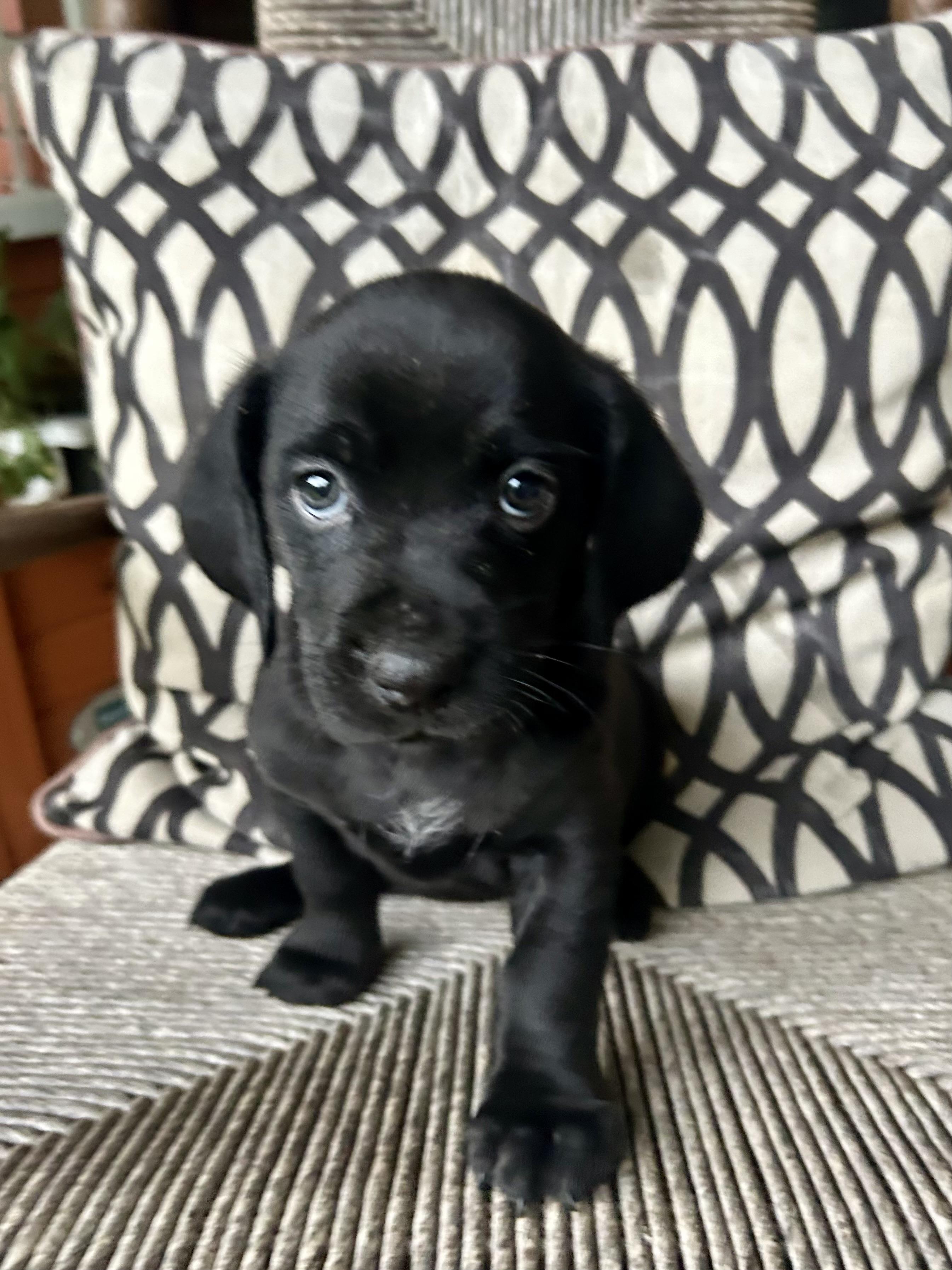 Enlarge RANGER, an adopted mixed breed in Fosters, AL image 3/4