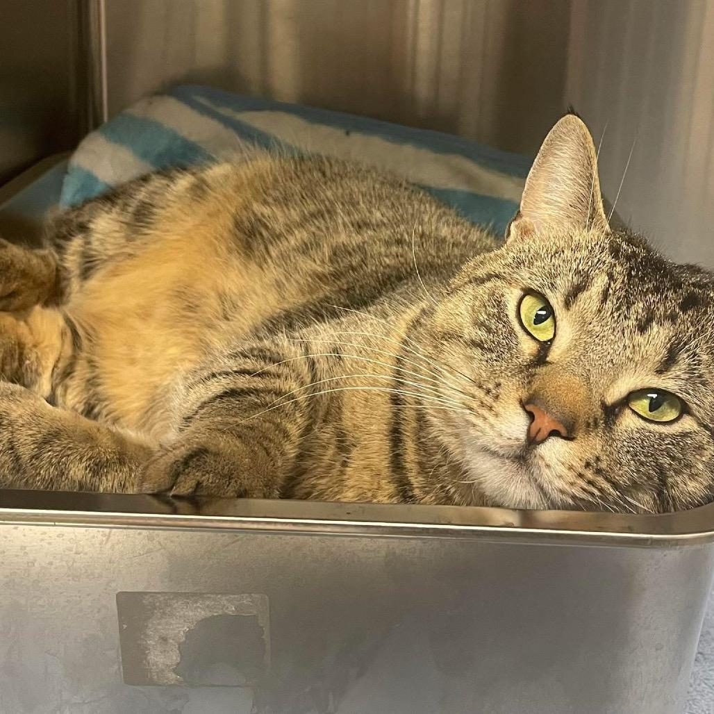 Fritz 25-227, Adoptable, Adult Male Domestic Short Hair.