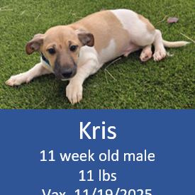 Enlarge 939 (2025) Kris, a Adoptable mixed breed in Parker, CO image 1/6
