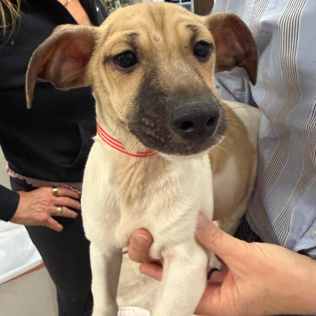 Enlarge 939 (2025) Kris, a Adoptable mixed breed in Parker, CO image 2/6