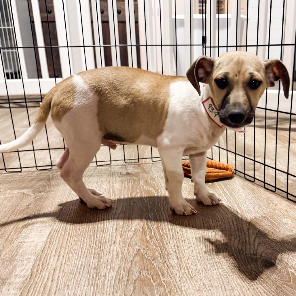 Enlarge 939 (2025) Kris, a Adoptable mixed breed in Parker, CO image 3/6