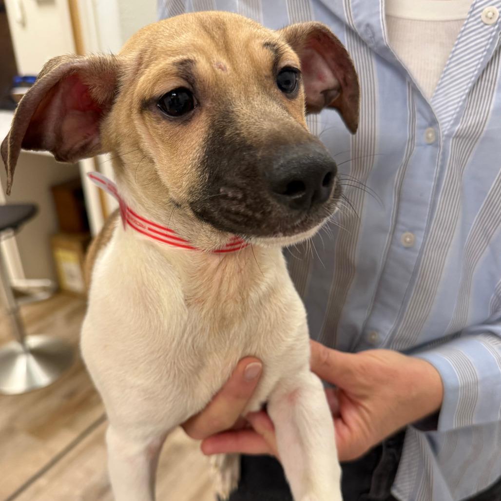 Enlarge 939 (2025) Kris, a Adoptable mixed breed in Parker, CO image 4/6