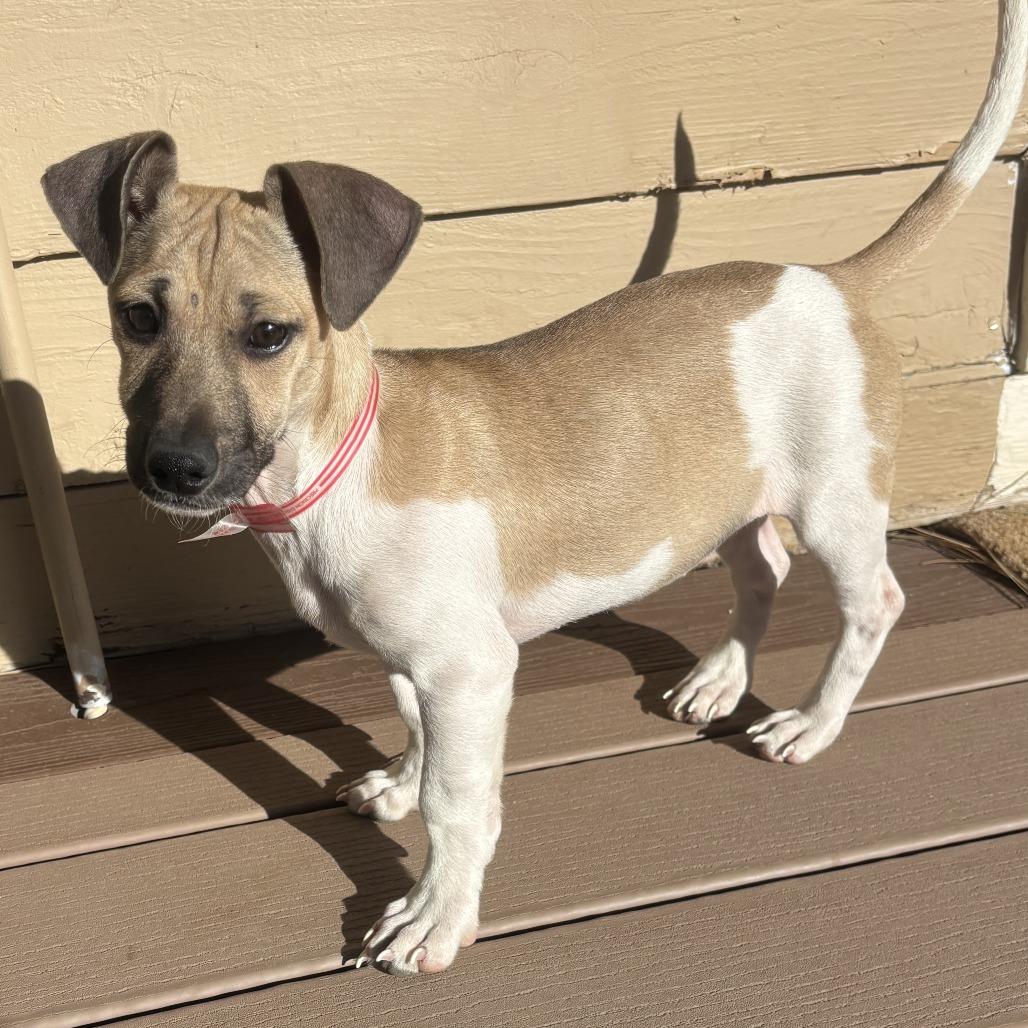 Enlarge 939 (2025) Kris, a Adoptable mixed breed in Parker, CO image 5/6