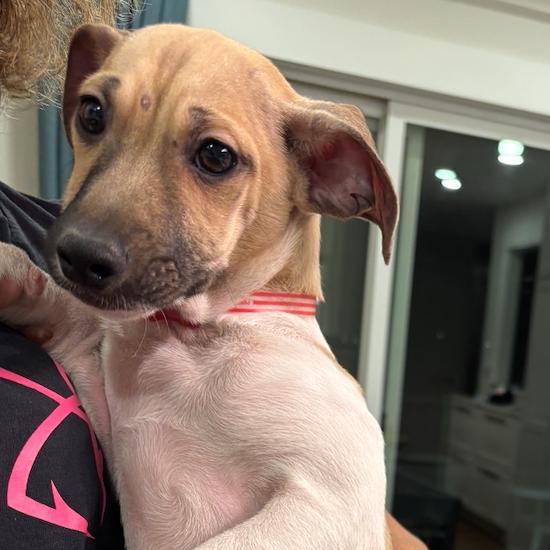 Enlarge 939 (2025) Kris, a Adoptable mixed breed in Parker, CO image 6/6