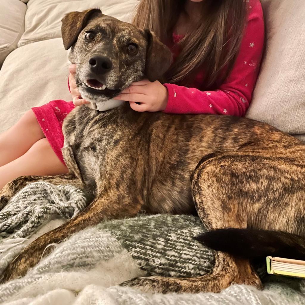 Bingo — thumbnail 2