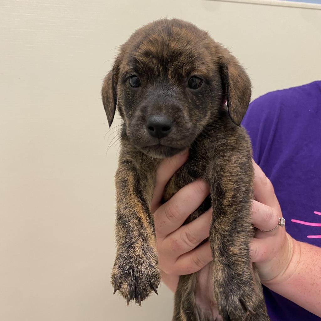 Bingo — thumbnail 6