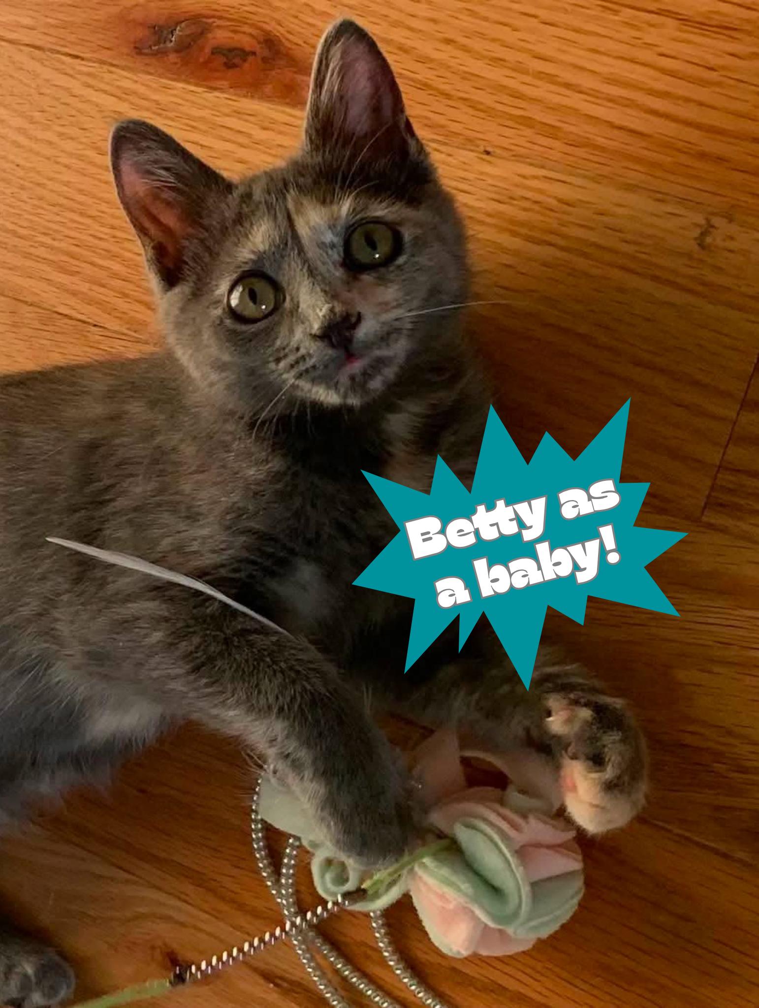 Enlarge Betty (Riverdale Litter), a Adoptable mixed breed in Baltimore, MD image 2/6
