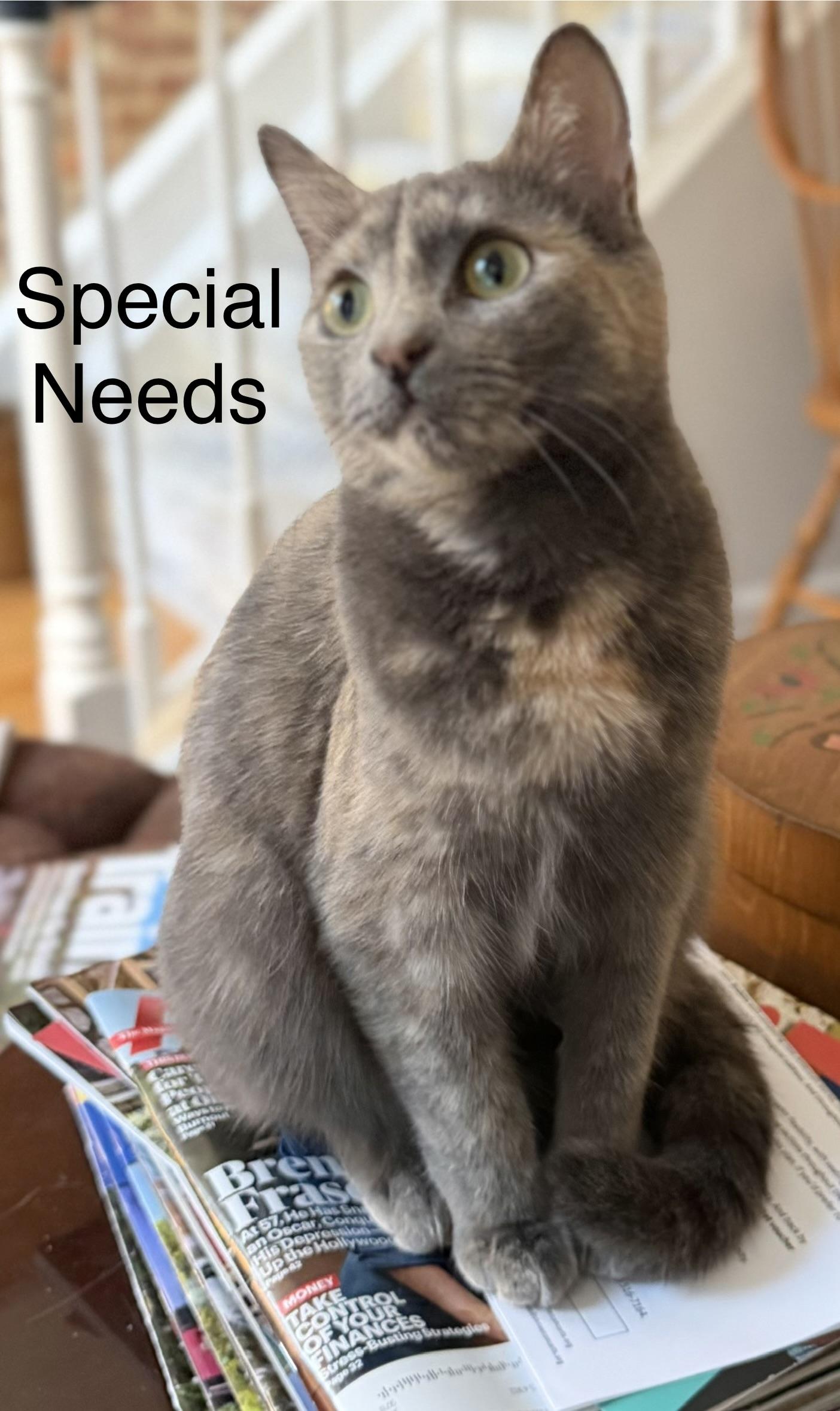 Betty (Riverdale Litter), Adoptable, Young Female Domestic Short Hair.