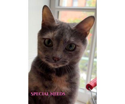 Betty (Riverdale Litter), Adoptable, Young Female Domestic Short Hair.