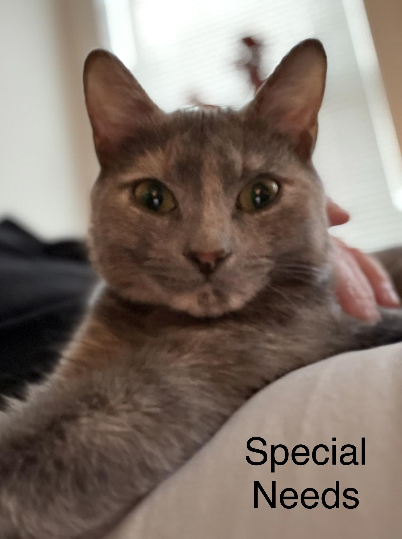 Enlarge Betty (Riverdale Litter), a Adoptable mixed breed in Baltimore, MD image 1/3