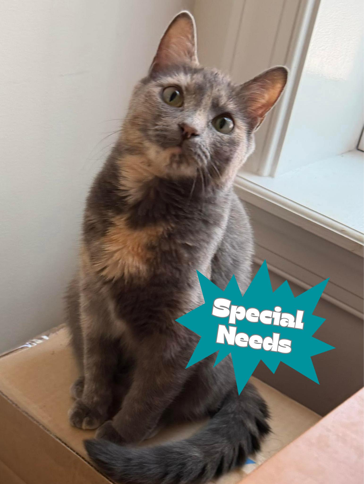 Betty (Riverdale Litter), Adoptable, Young Female Domestic Short Hair.