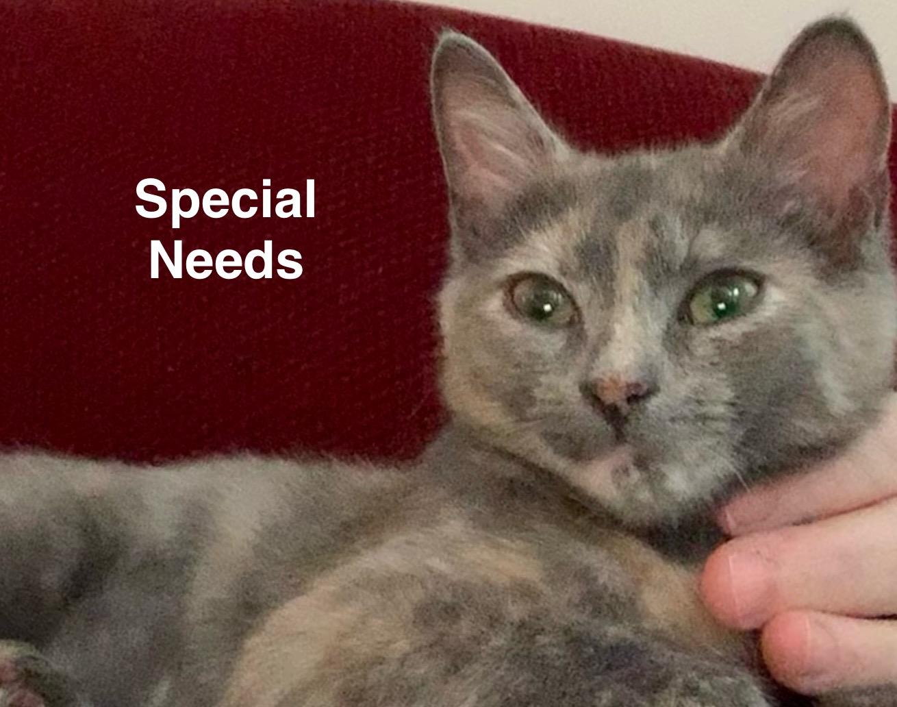 Betty (Riverdale Litter)