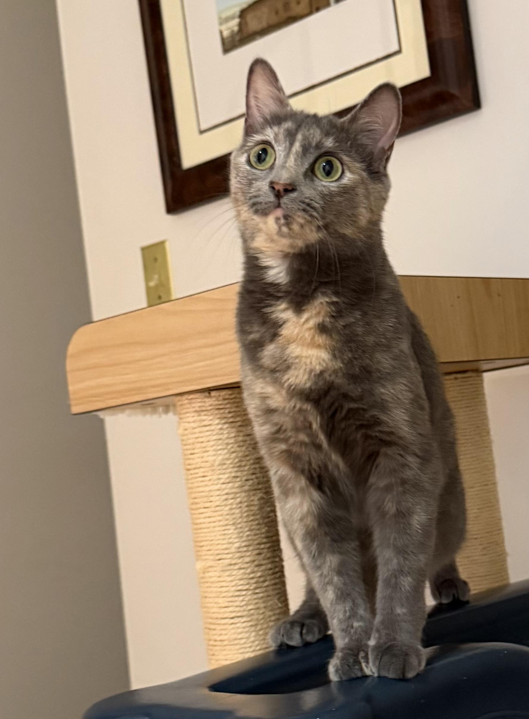 Enlarge Betty (Riverdale Litter), a Adoptable mixed breed in Baltimore, MD image 5/6