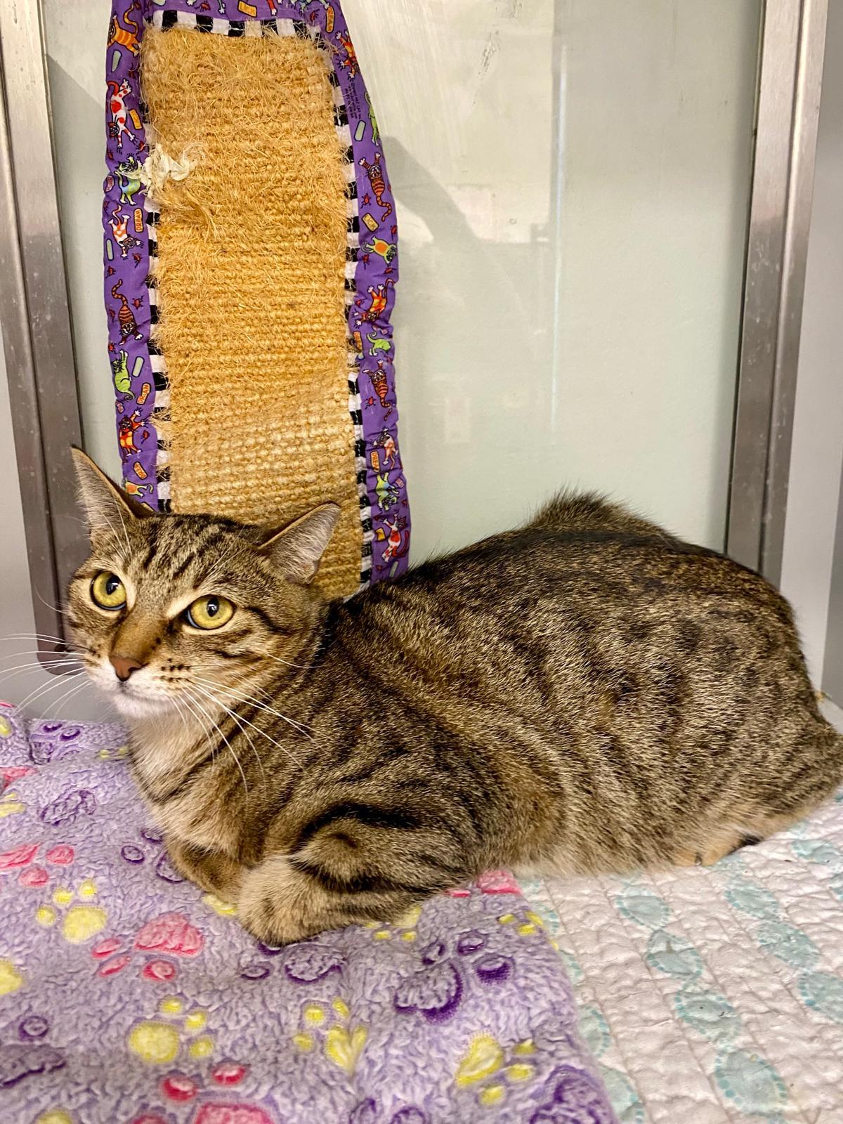 Enlarge Maple Syrup, an adopted Domestic Short Hair in Miami Beach, FL image 1/3