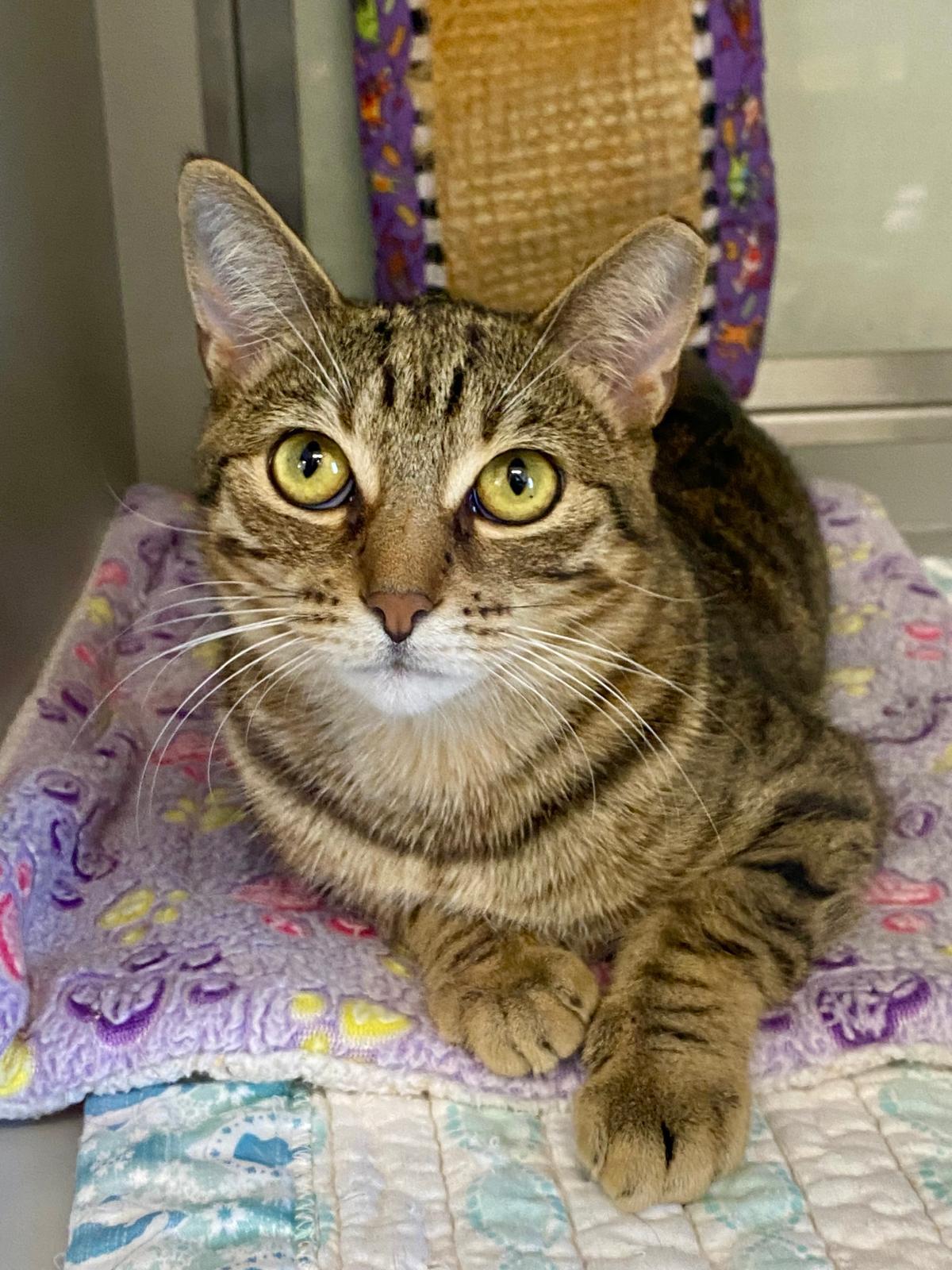 Enlarge Maple Syrup, an adopted Domestic Short Hair in Miami Beach, FL image 2/3