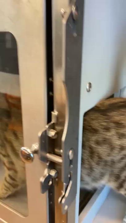 Enlarge Maple Syrup, an adopted Domestic Short Hair in Miami Beach, FL video 3/3