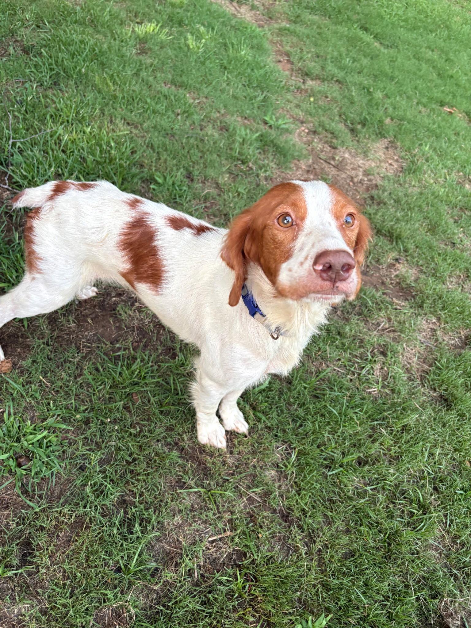 GA/Oakley, Adopted, Young Male Brittany Spaniel.