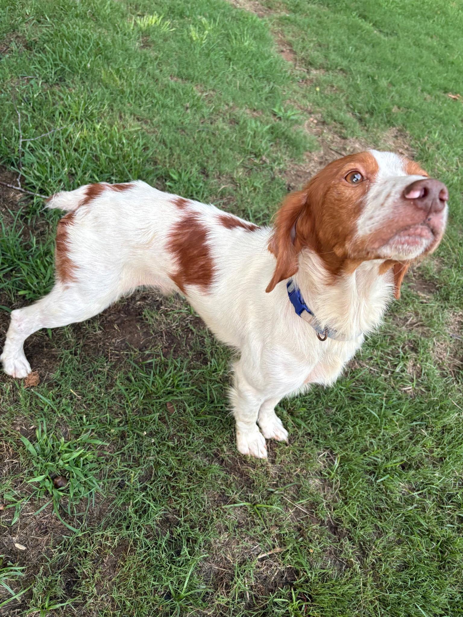 Enlarge GA/Oakley, a Adopted Brittany Spaniel in Baldwinsville, NY image 2/3