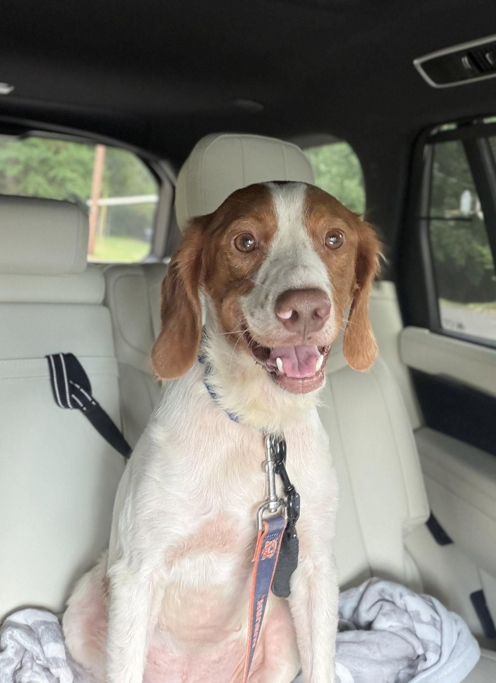 Enlarge GA/Oakley, a Adopted Brittany Spaniel in Baldwinsville, NY image 3/3
