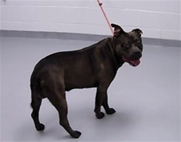 CADBURY, Adoptable, Adult Male Mixed Breed.