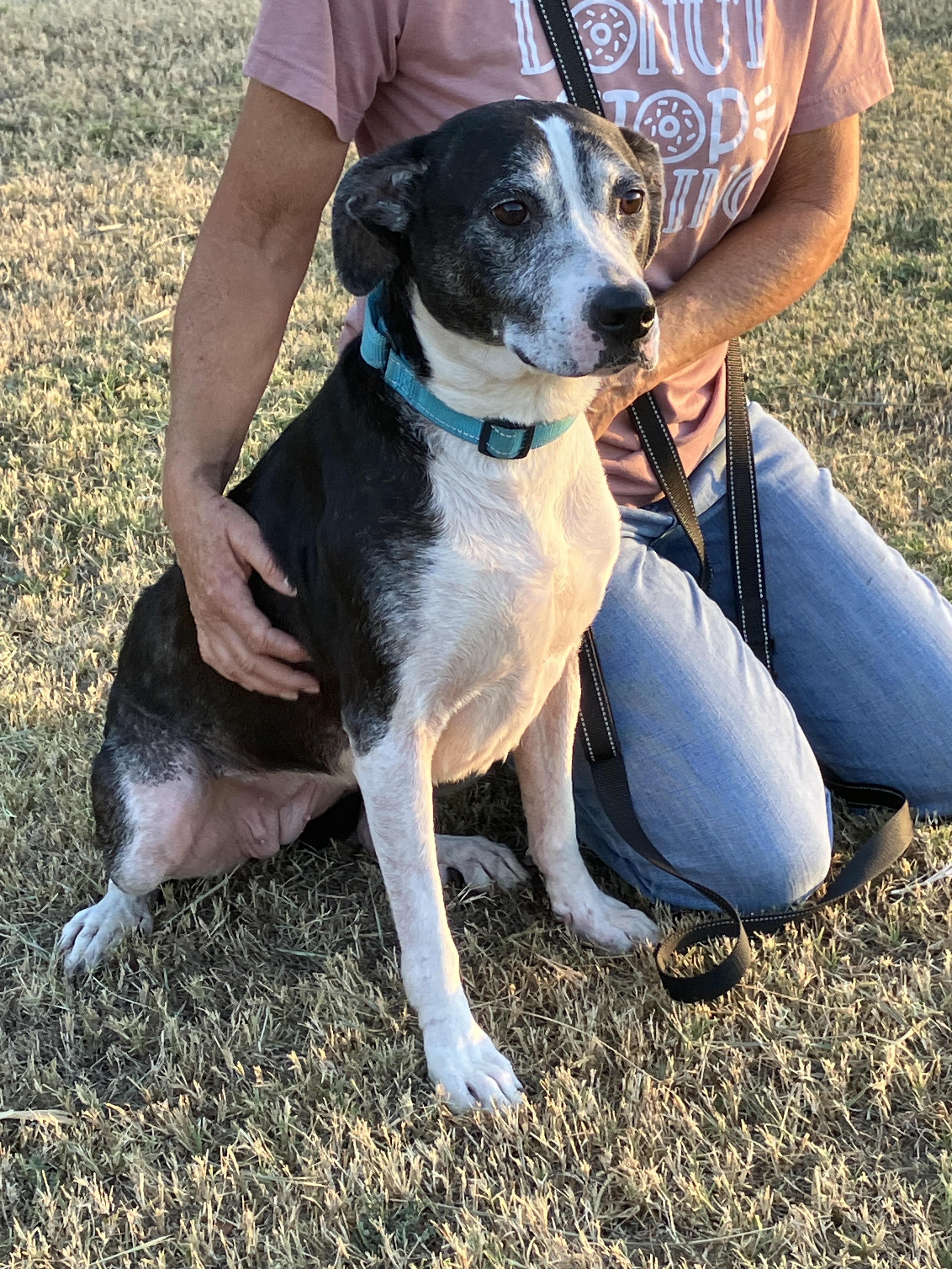 Enlarge DOMINO-Gentle Soul, a Adoptable mixed breed in Chester, VA image 1/6