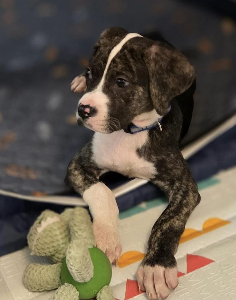 Enlarge Marco, a Adoptable mixed breed in Wendell, NC image 2/3