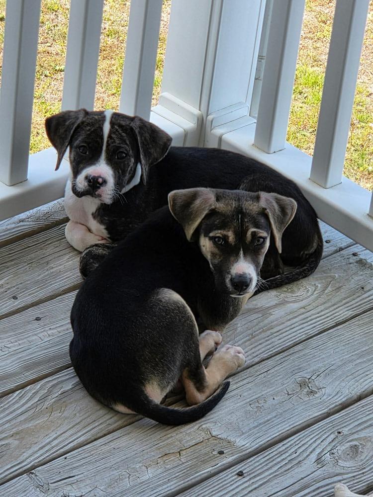 Enlarge Marco, a Adoptable mixed breed in Wendell, NC image 3/3