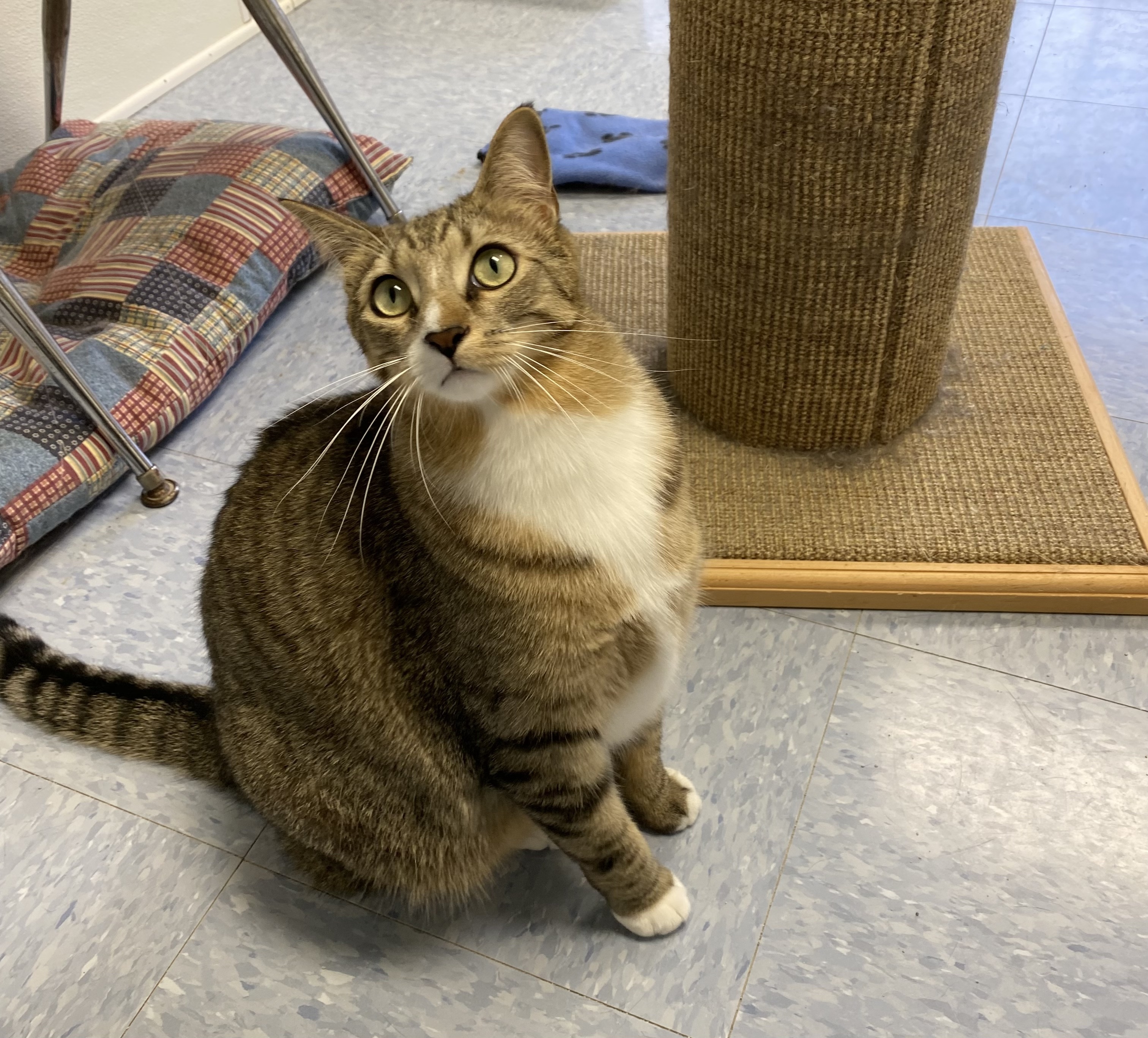 Oakley, a Adoptable Domestic Short Hair image 6/6