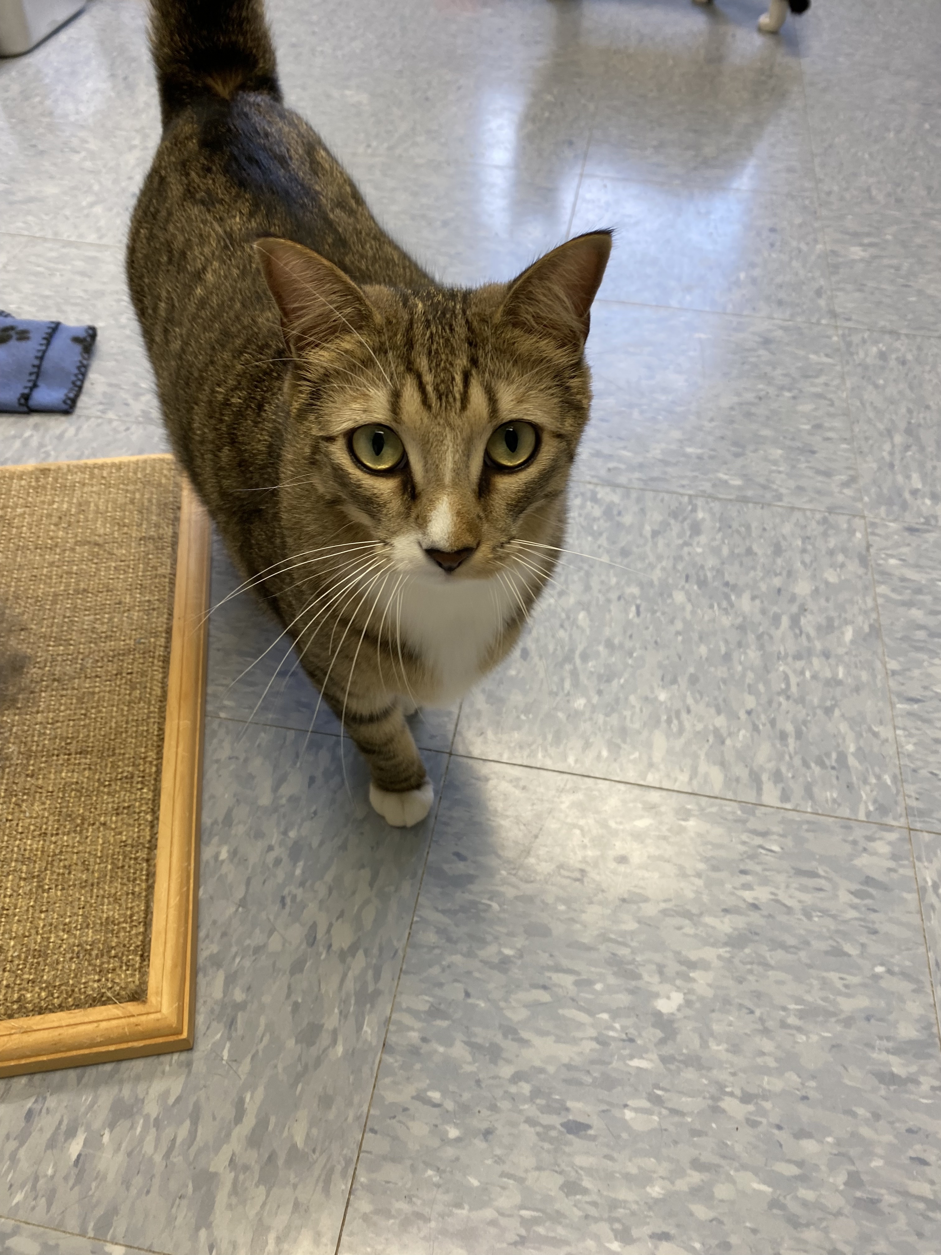 Oakley, a Adoptable Domestic Short Hair image 1/6