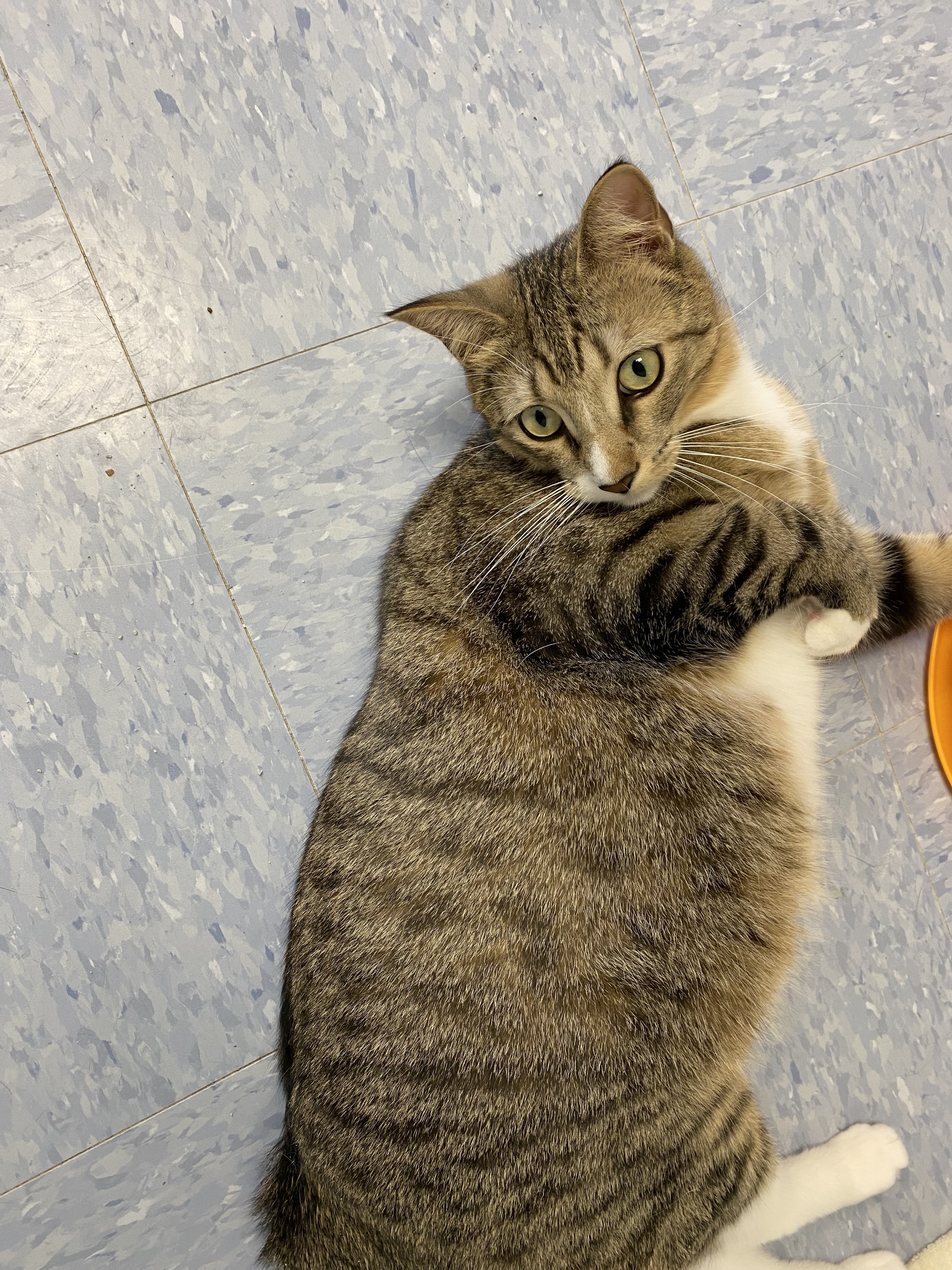 Oakley, a Adoptable Domestic Short Hair image 3/6