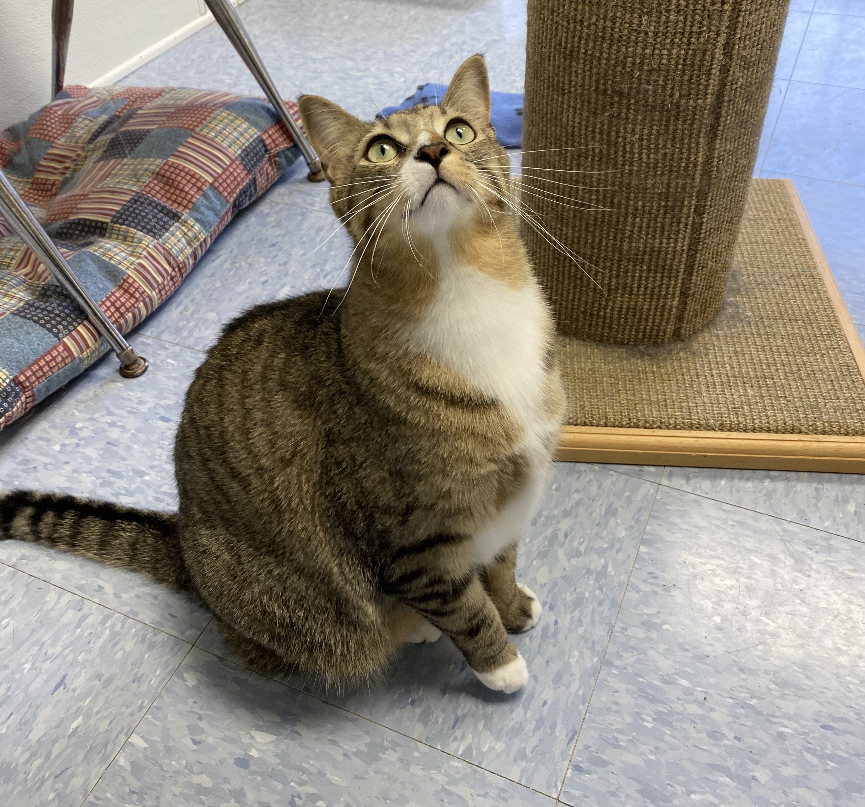 Oakley, a Adoptable Domestic Short Hair image 5/6