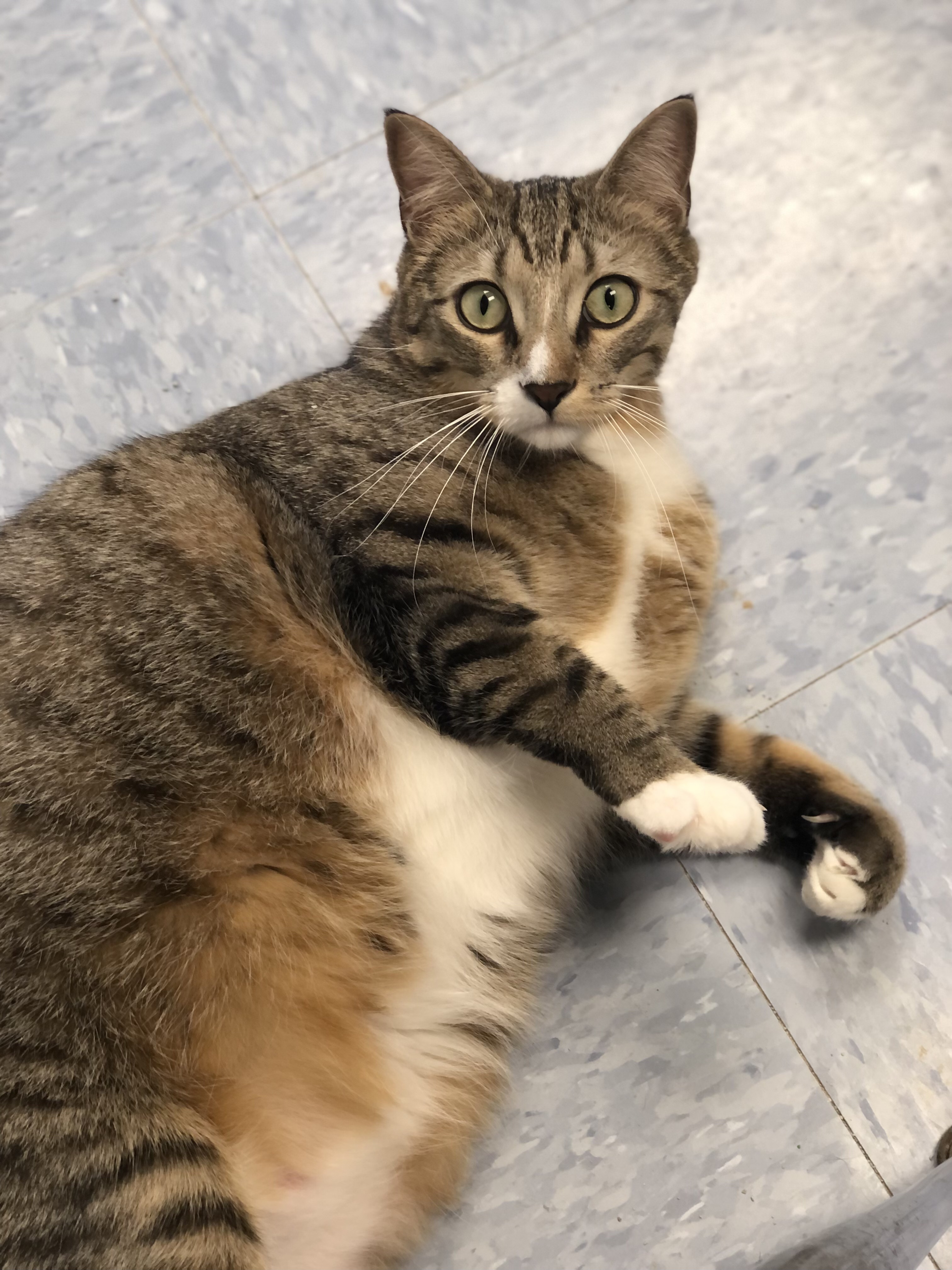 Oakley, a Adoptable Domestic Short Hair image 2/6