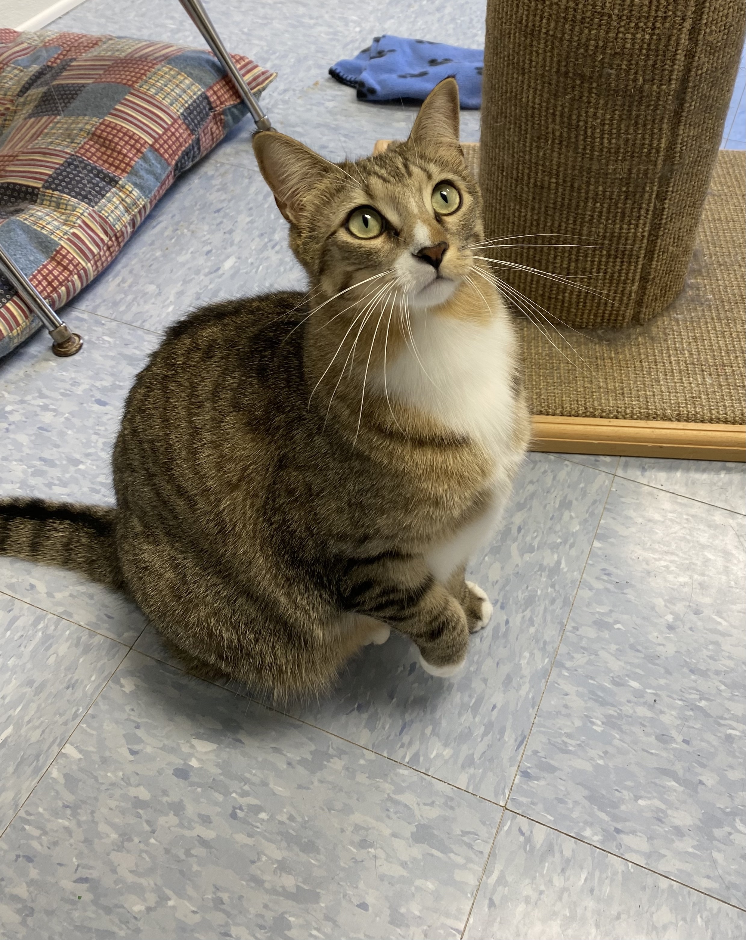 Oakley, a Adoptable Domestic Short Hair image 4/6