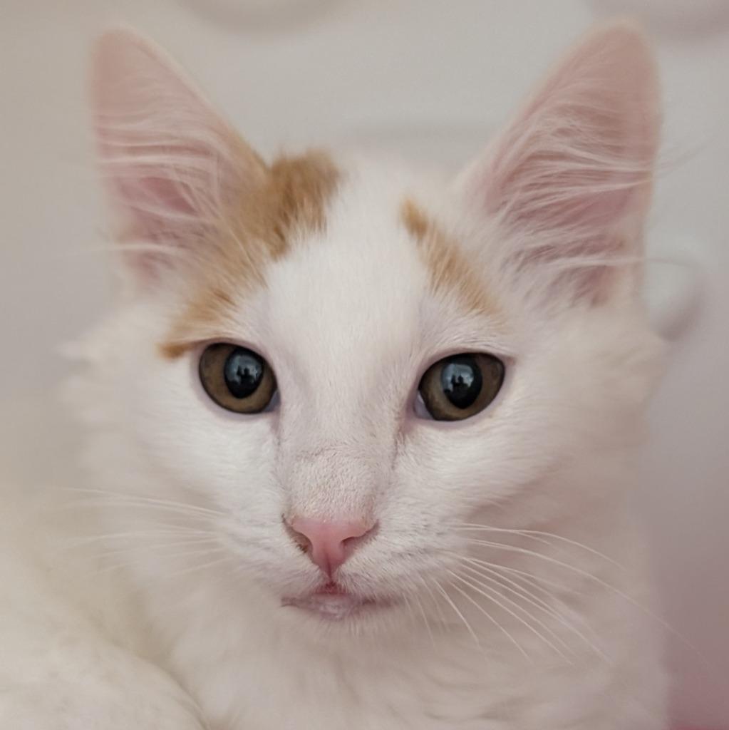 Paprika, Adoptable, Kitten Male Domestic Long Hair.
