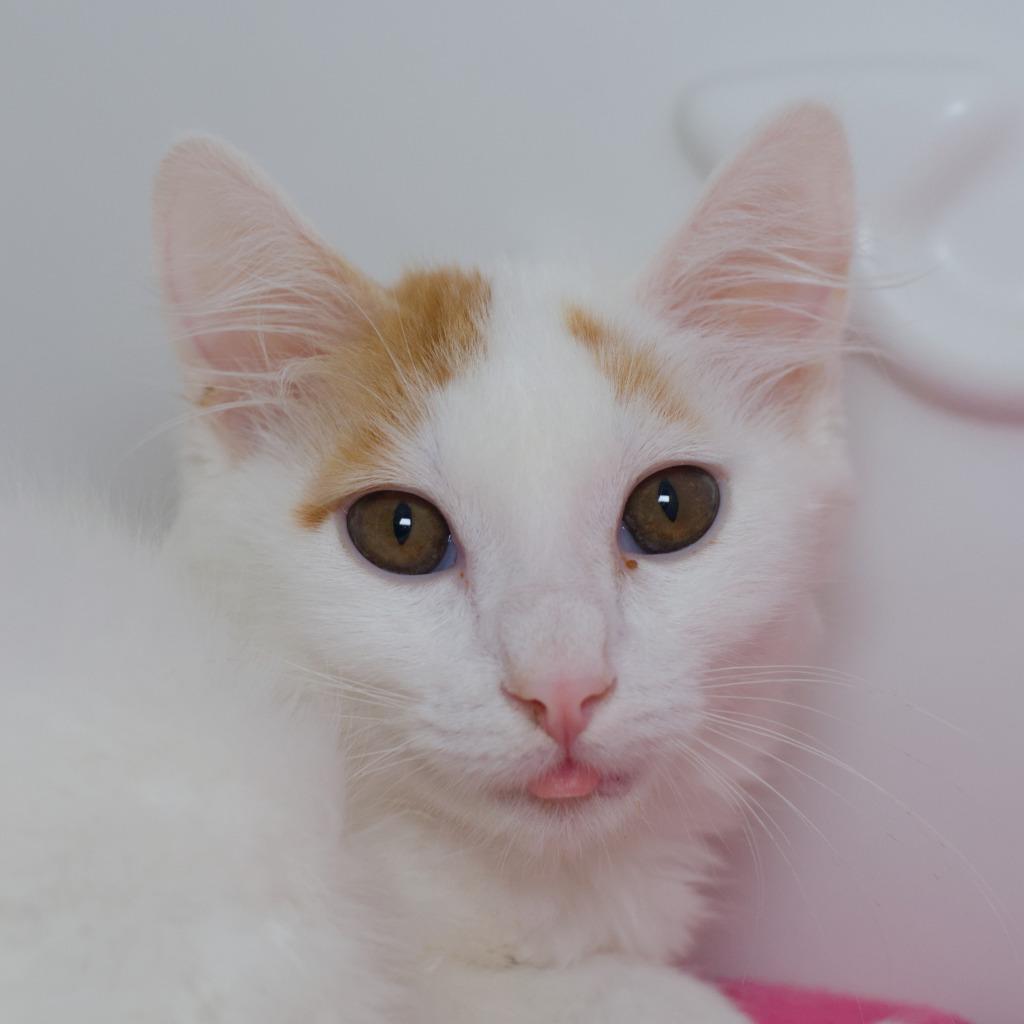 Enlarge Paprika, a Adoptable mixed breed in Shoreline, WA image 2/5