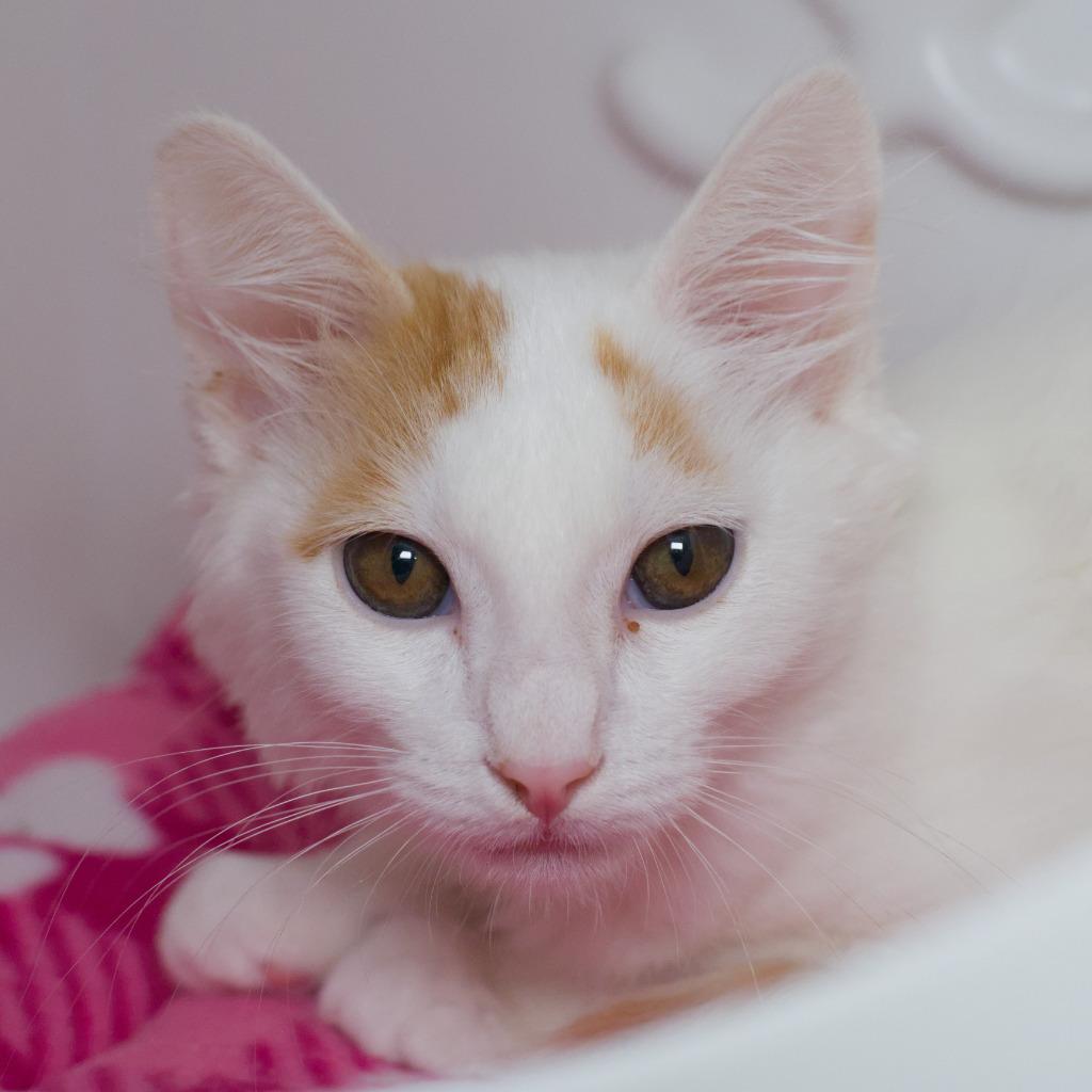 Enlarge Paprika, a Adoptable mixed breed in Shoreline, WA image 3/5