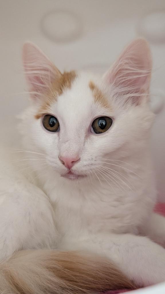 Enlarge Paprika, a Adoptable mixed breed in Shoreline, WA image 4/5