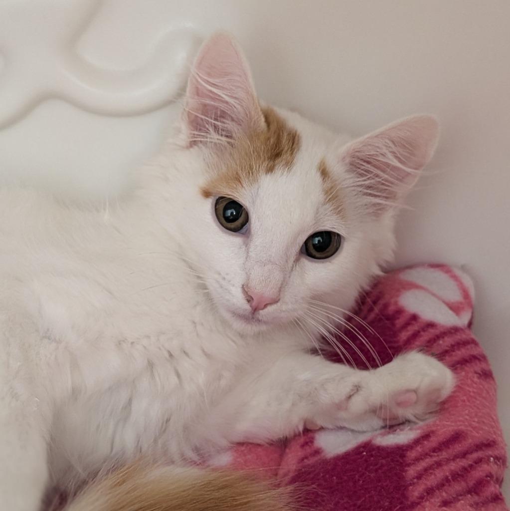 Enlarge Paprika, a Adoptable mixed breed in Shoreline, WA image 5/5